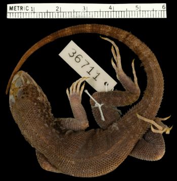 Media type: image;   Herpetology R-36711 Aspect: dorsal